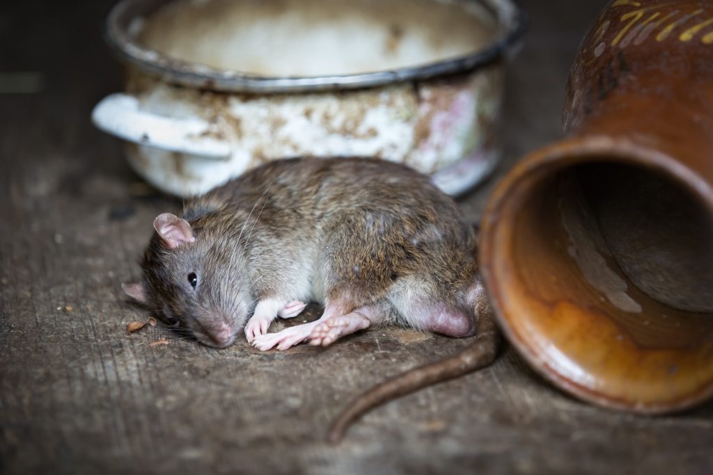 skadedyr, rotte, mus, sover