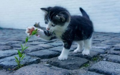 Frihed til katten