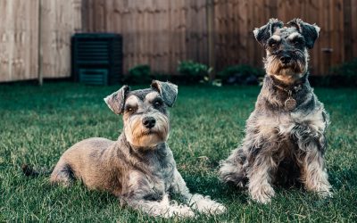 Tag din hund sikkert med i haven